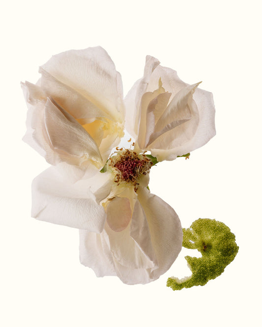 Natural Perfumery: The Art of Seduction, Straight from Nature
